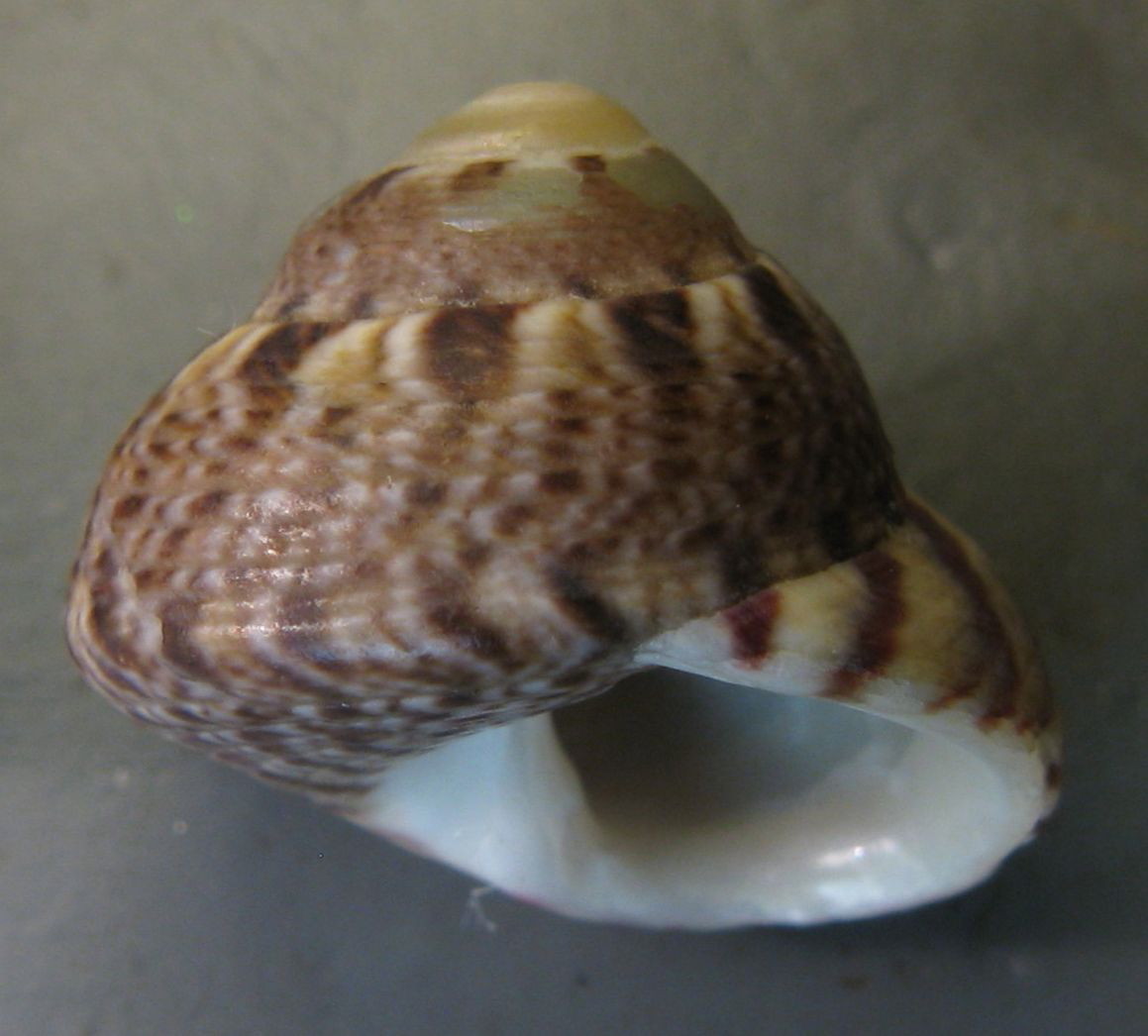 Tenerife, Canarie - Famiglia Trochidae